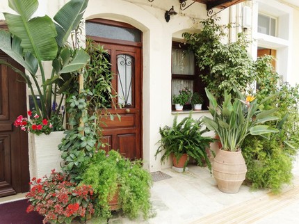 25 Tanaman Hias Depan Rumah yang Bikin Hunian Makin Cantik dan Asri