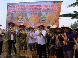 Perkuat Swasembada Pangan, BULOG Dukung Panen Raya Jagung di Blora
