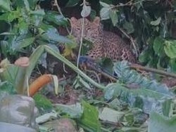Geger Macan Tutul Terjerat di Permukiman Gunung Mas Bogor