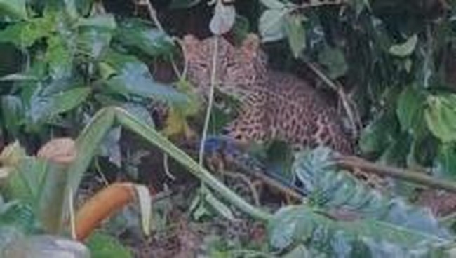 Pakar memperingatkan risiko hewan liar keluar dari hutan akibat fenomena El Nino, yang menyebabkan kekeringan dan potensi konflik dengan manusia.
