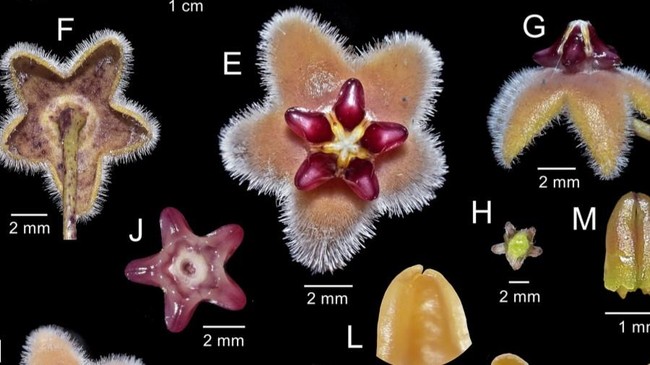 Peneliti Indonesia menemukan spesies baru, Hoya bukitrayaensis, di Gunung Bukit Raya, Kalimantan. Temuan ini menegaskan kekayaan hayati Indonesia.