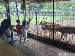 Taman Rusa Bintik Putih: Oase Gratis yang Disukai Warga Lokal