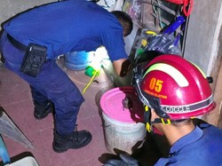 Kobra Jawa 1 Meter Kepergok Ngumpet di Rumah Warga Mutihan Klaten