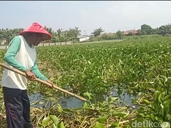 Di Tepian Sungai Cimanuk, Kotib Menyulam Asa dari Eceng Gondok