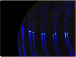 Fenomena Aurora Mirip di Bumi Ditemukan di Bulan Jupiter