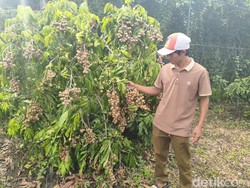 Segini Omzet Yulianto Hasil Sulap Lahan Kritis Jadi Kebun Kelengkeng