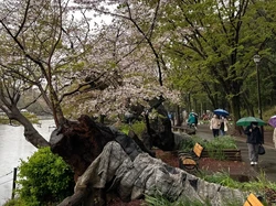 Banyak Pohon Sakura Tua Tumbang, Picu Kekhawatiran di Tengah Keindanhan