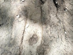 Geger! Harimau Diduga Mangsa 5 Anjing-Lukai Babi Milik Warga di Dairi