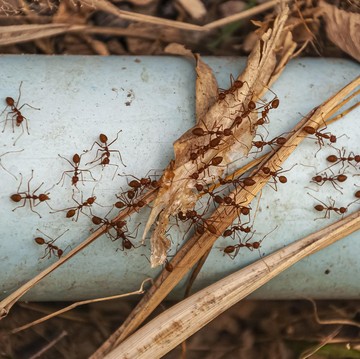 5 Jenis Tanaman yang Bisa Mengusir Semut dari Rumah, Auto Minggat!