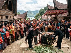 Mangalahat Horbo, Tradisi Sembelih Kerbau di Batak Toba