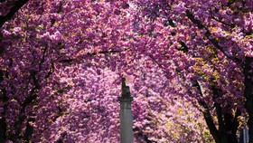 FOTO: Kala Jalanan di Jerman Diselimuti Bunga Sakura Bermekaran