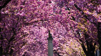 FOTO: Kala Jalanan di Jerman Diselimuti Bunga Sakura Bermekaran