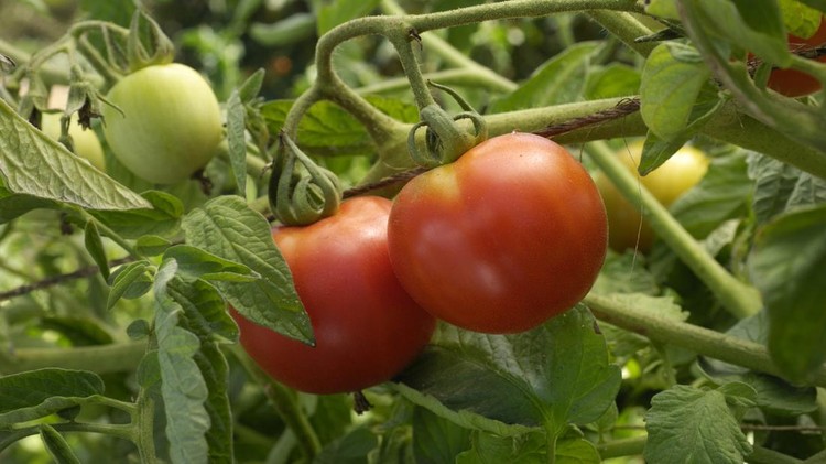 Close-up of beefsteak tomatoes growing on vines on a coastal farm&period;Taken in Santa Cruz&comma; California&comma; USA&period;Please view related images below or click on the banner lightbox links to view additional images&comma; from related categories&period;