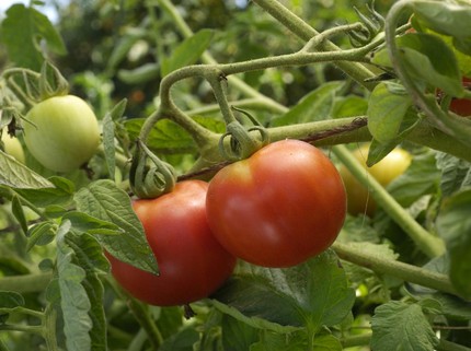 Tak Disangka, Sisa Tomat dalam Burger Bisa Tumbuh Jadi Tanaman Subur