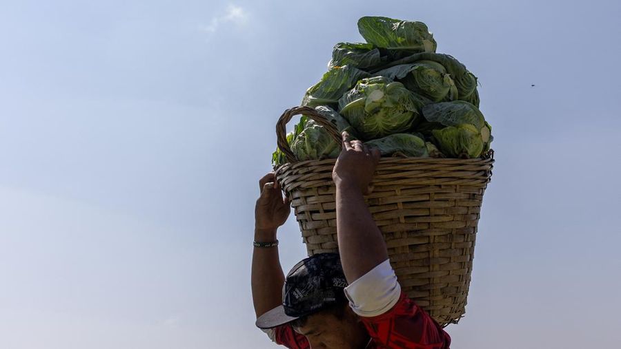 Para petani memanen kentang di sebuah pertanian di Atok, Benguet, Filipina, 31 Maret 2026. (REUTERS/Eloisa Lopez)