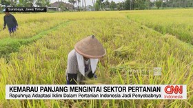 VIDEO: Kemarau Panjang Mengintai Sektor Pertanian