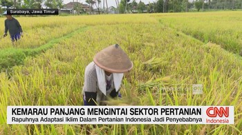 VIDEO: Kemarau Panjang Mengintai Sektor Pertanian