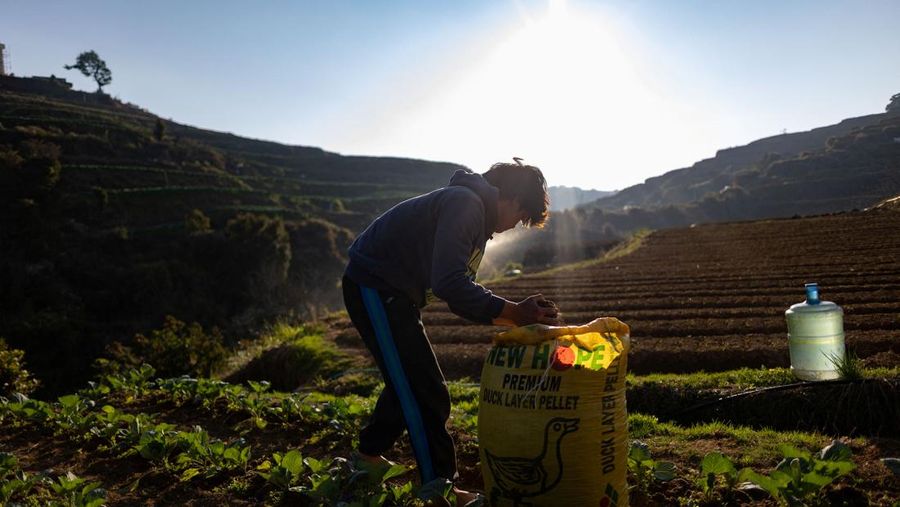 Para petani memanen kentang di sebuah pertanian di Atok, Benguet, Filipina, 31 Maret 2026. (REUTERS/Eloisa Lopez)