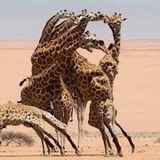 Tes Kepribadian: Gambar Jerapah atau Wajah Pria Berjenggot yang Pertama Kamu Lihat? Ini Artinya...