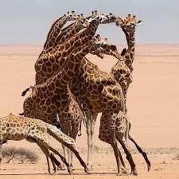 Tes Kepribadian: Gambar Jerapah atau Wajah Pria Berjenggot yang Pertama Kamu Lihat? Ini Artinya...