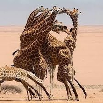 Tes Kepribadian: Gambar Jerapah atau Wajah Pria Berjenggot yang Pertama Kamu Lihat? Ini Artinya...