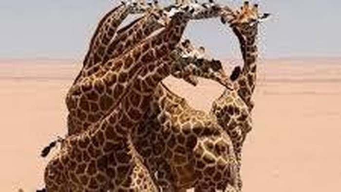 Tes Kepribadian: Gambar Jerapah atau Wajah Pria Berjenggot yang Pertama Kamu Lihat? Ini Artinya...