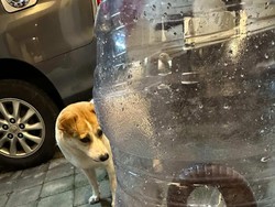 Kobra Jawa Ngumpet di Kamar Warga Sleman, Ketahuan gegara Anjing Gonggong