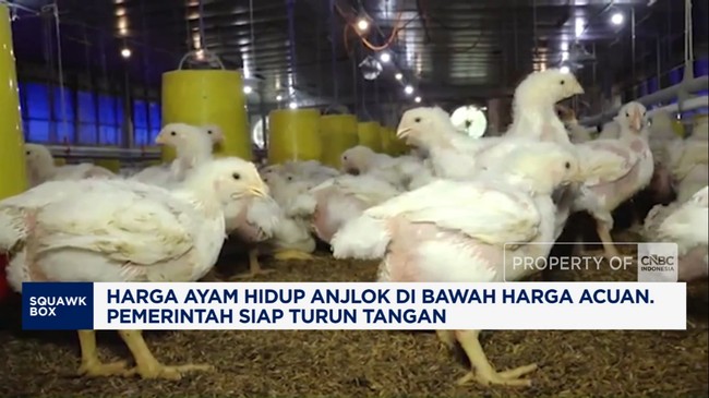 Video: Harga Ayam Hidup di Peternak Anjlok, Pemerintah Turun Tangan