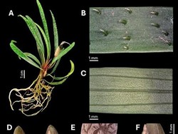 3 Spesies Baru Tanaman dari Sumatera, Ada yang Sudah 9 Tahun di Jepang