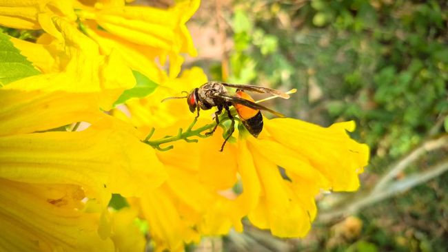 Sengatan tawon vespa bisa picu alergi berat hingga kematian, terutama jika menyerang secara berkelompok.