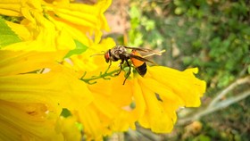 Waspada Tawon Vespa, Sengatan Massal Bisa Berujung Maut