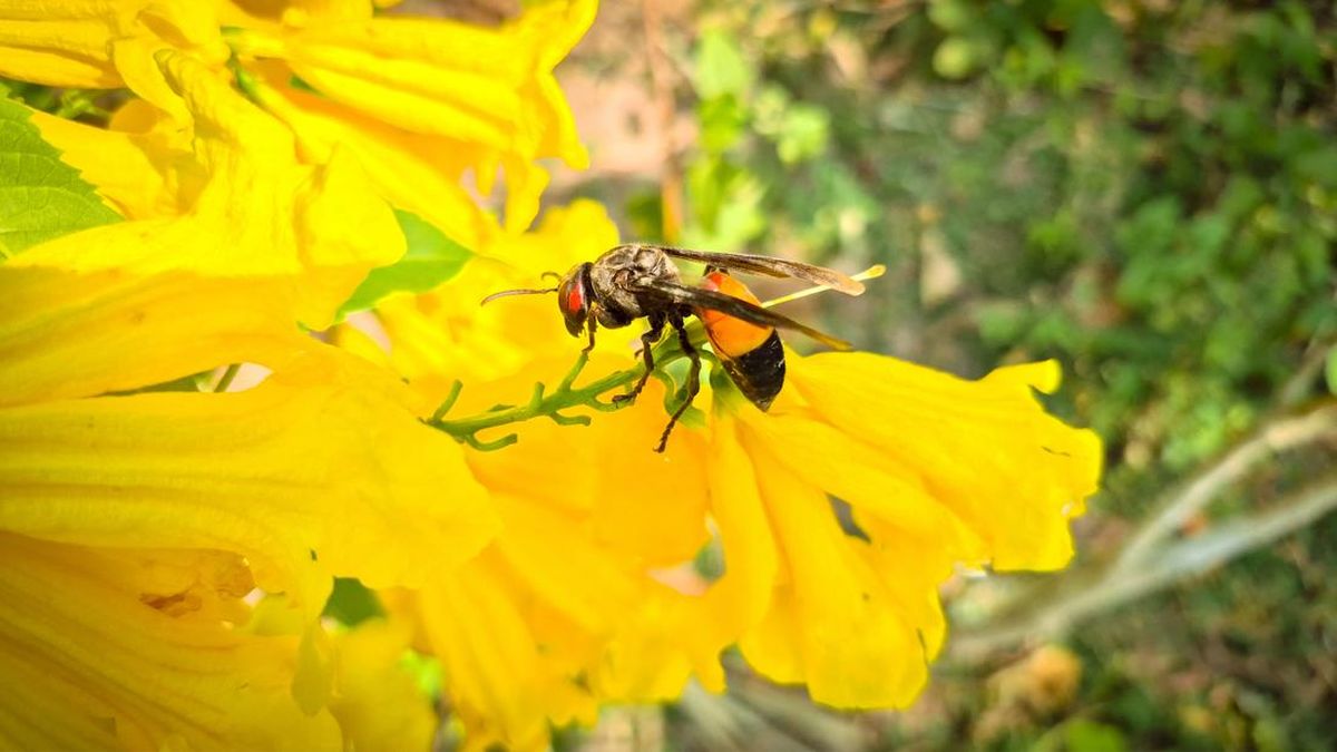 Waspada Tawon Vespa, Sengatan Massal Bisa Berujung Maut