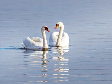 Kisah 'Pawang Angsa' yang Tinggal di Depan Rumah Termahal di Inggris  Rp4,7 Triliun, Ternyata