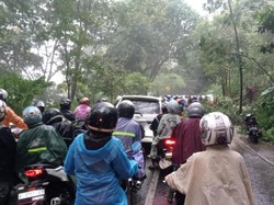 Pohon Tumbang di Payung Kota Batu, Arus Lalin Pakai Sistem Buka-Tutup