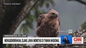 VIDEO: Elang Jawa Menetas di Taman Nasional Gunung Halimun Salak