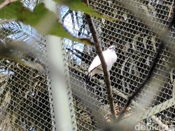 BKSDA Lepas Curik Bali, Dorong Hari Nasional