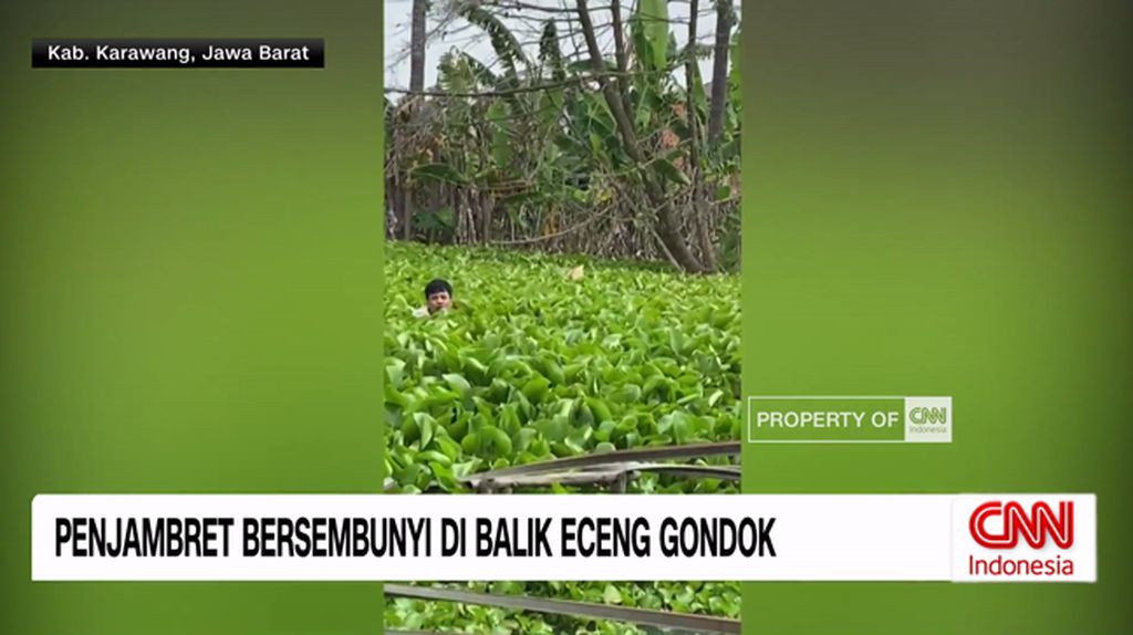 VIDEO: Penjambret Bersembunyi di Balik Eceng Gondok