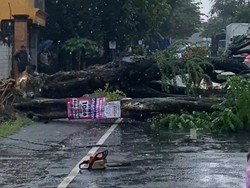 Jalan Nasional Tulungagung-Kediri Sempat Terputus Total Akibat Pohon Tumbang