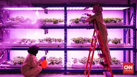 FOTO: Menantang Iklim, Stroberi Tumbuh di Tengah Yogyakarta