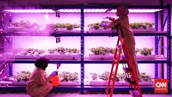 FOTO: Menantang Iklim, Stroberi Tumbuh di Tengah Yogyakarta