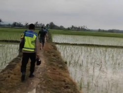 Nenek di Jateng Tewas Disambar Petir di Sawah usai Tanam Padi
