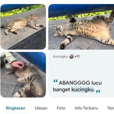 Dodit Si Kucing Gembrot Mendadak Viral di Google Maps, Lokasinya Jadi Buruan Warganet