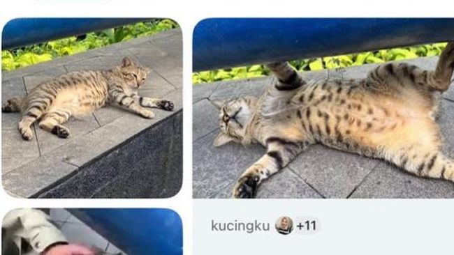 Dodit Si Kucing Gembrot Mendadak Viral di Google Maps, Lokasinya Jadi Buruan Warganet