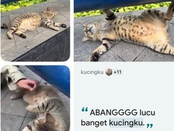 Dodit Si Kucing Gembrot Mendadak Viral di Google Maps, Lokasinya Jadi Buruan Warganet