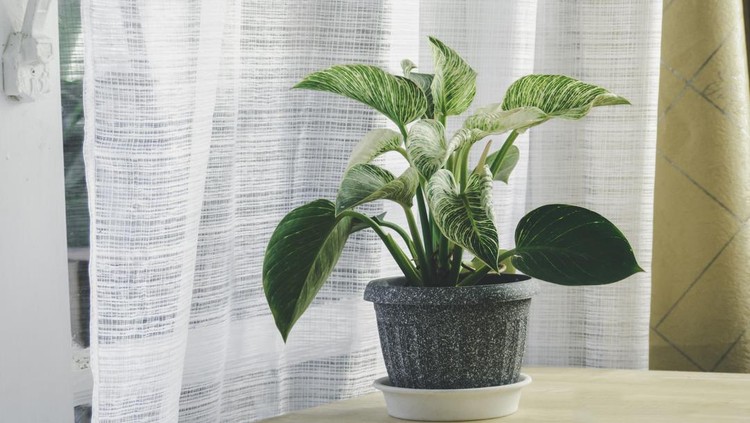 Philodendron Birkin&period; Green Tree in pots on the wooden table&period; Concept at home interior gardening filled plants in Spring&period; Template&period; Auspicious trees&comma; trees purify the air&period; thee in house&period;