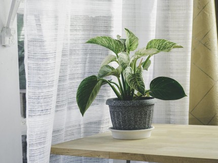 5 Tanaman Hias yang Lagi Viral di 2026, Bikin Rumah Auto Aesthetic!