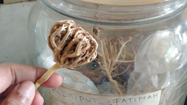 Mengonsumsi air rebusan rumput Fatimah dipercaya dapat membantu persalinan, tapi studi menunjukkan potensi risiko serius bagi ibu hamil.