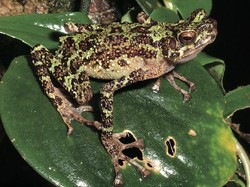 Katak Pelangi Kalimantan Ditemukan Lagi setelah Hilang 100 Tahun Lebih