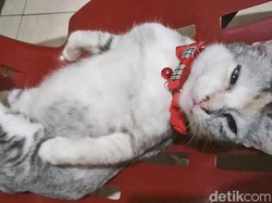Kenali Faktor Pemicu Kucing Peliharaan Stres di Rumah