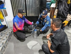 Saat Ular Weling Bertamu ke Rumah Warga hingga Ditangkap Damkar